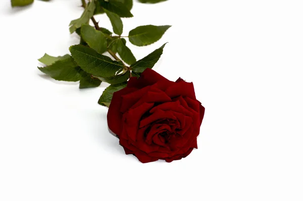 beyaz izole arka plan üzerinde bir kırmızı gül