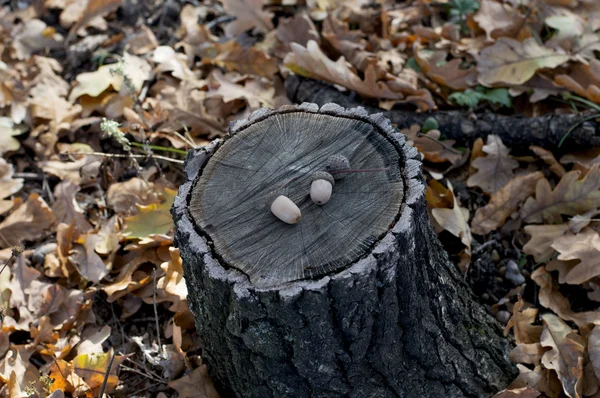 meşe palamutları meşe ahşap kenevir üzerinde düşüş, bir konu mevsim ve