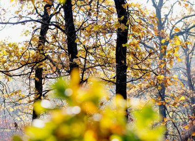 meşe dalı değil, odak, sonbaharda, tahta karşı sanat ben