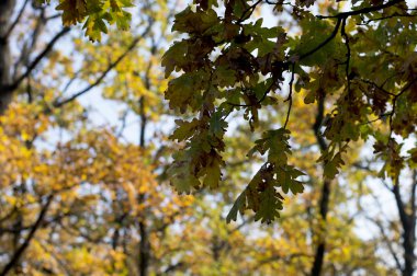 sarı ahşap karşı altın yapraklarla meşe şube