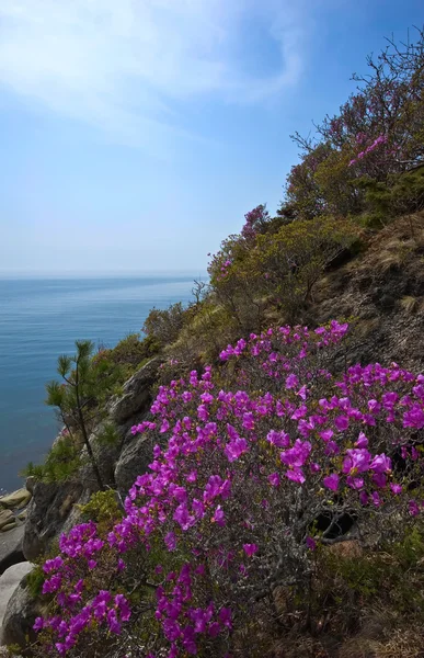 Rododendro florescente nas margens da Baía de Nakhodka . — Fotografia de Stock