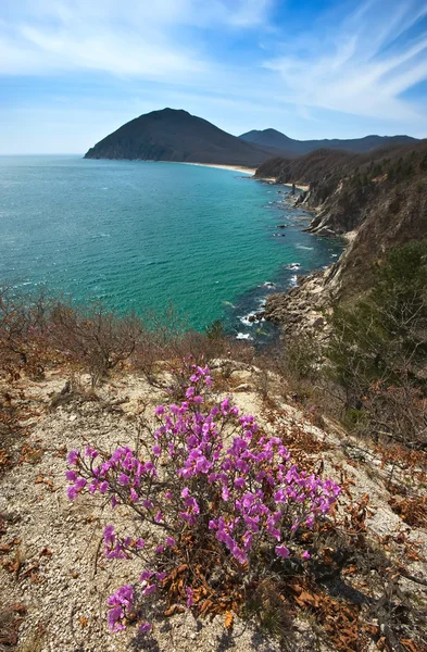 Le rhododendron fleurit sur la côte . — Photo