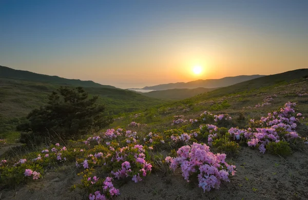 Rhododendron florescendo na costa no por do sol . — Fotografia de Stock