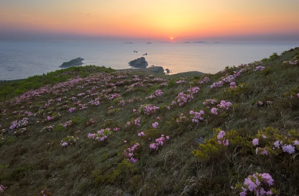 黎明在海岸上盛开的杜鹃花. — 图库照片