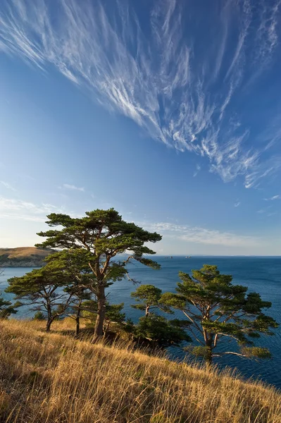 Costa dei pini . — Foto Stock