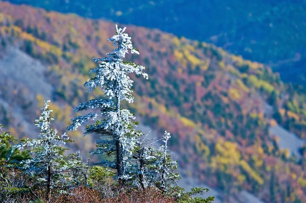 Metamorphosis of the fall. Stock Image