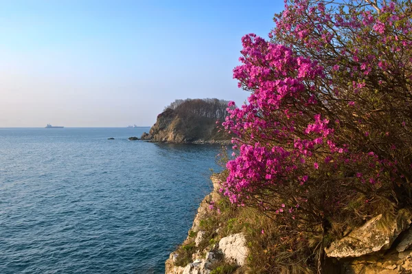 Rododendro in fiore sulla costa . — Foto Stock