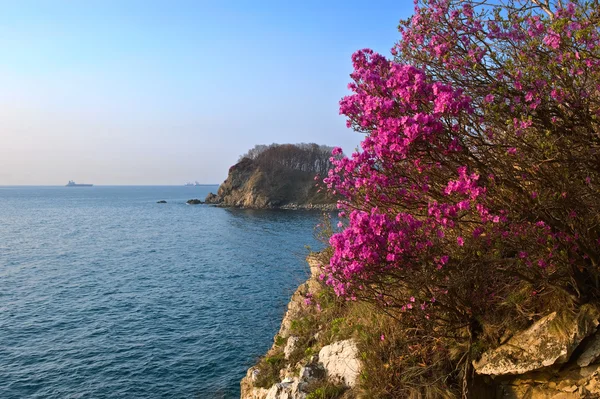 在海岸上盛开的杜鹃花. — 图库照片