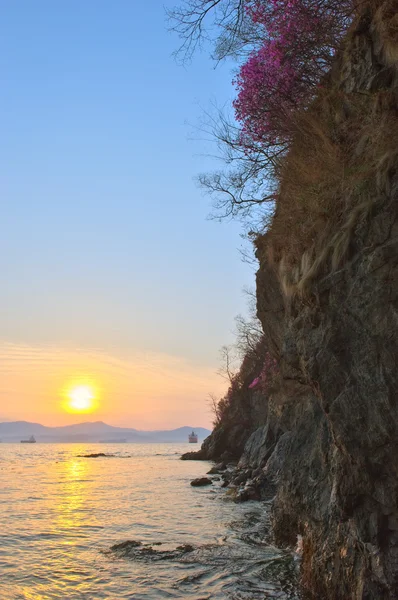 Rhododendron floreciendo en las rocas en la madrugada . —  Fotos de Stock