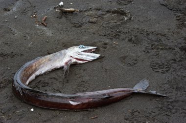 Kumlu bir plaj üzerinde korkunç ölü balık.