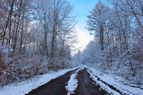 Zimowa droga przez las. — Zdjęcie stockowe