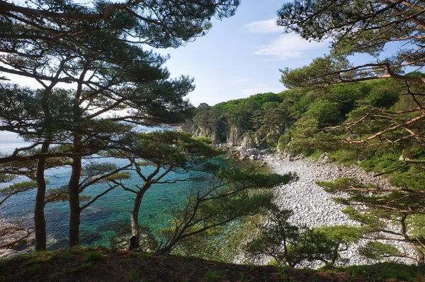 Pines on a wild sea shore. — Stock Photo, Image