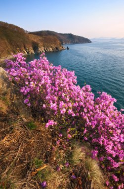 Nakhodka Körfezi kıyısında çiçek açan ormangülü.