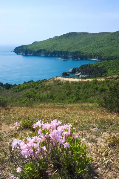 Rhododendron Schlippenbach floraison sauvage sur la côte . — Photo