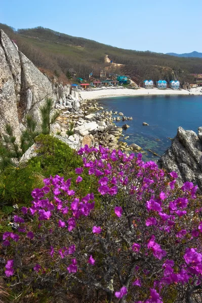 Le rhododendron fleurit sur la côte . — Photo