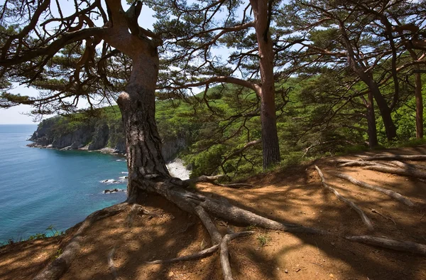 Pinos en un día soleado junto al mar . Imagen De Stock