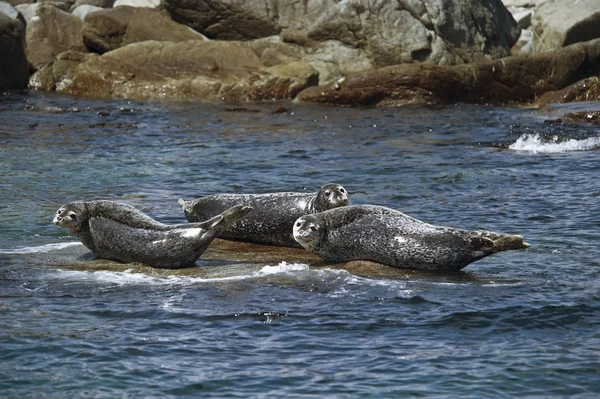 Тюлени греются на скале под летним солнцем . — стоковое фото