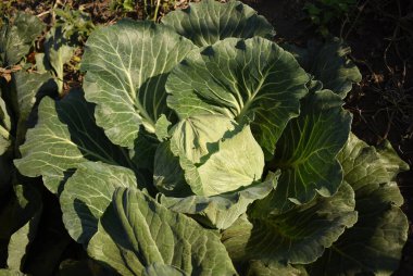 Bahçede büyüyen lahana