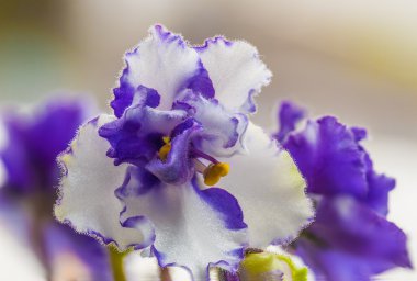 Ayrıntılı bir çuha çiçeği çiçek makronun