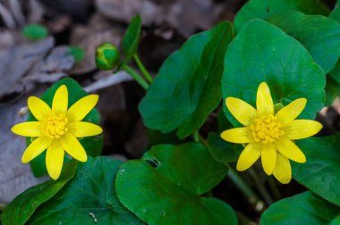 Bir ormandaki iki sarı çiçek 