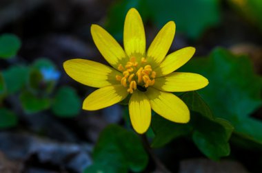 Küçük bir böcek bir ormandaki polen hasat ile sarı çiçek
