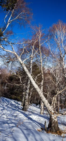 Ασιατικές aspen — Φωτογραφία Αρχείου