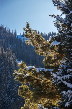 Herdem yeşil çam dalı 
