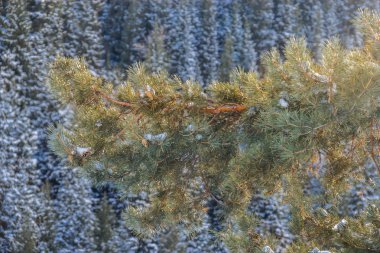 Herdem yeşil çam dalı 