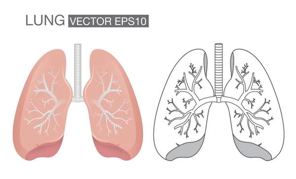 Cor do pulmão e vetor de contorno —  Vetores de Stock