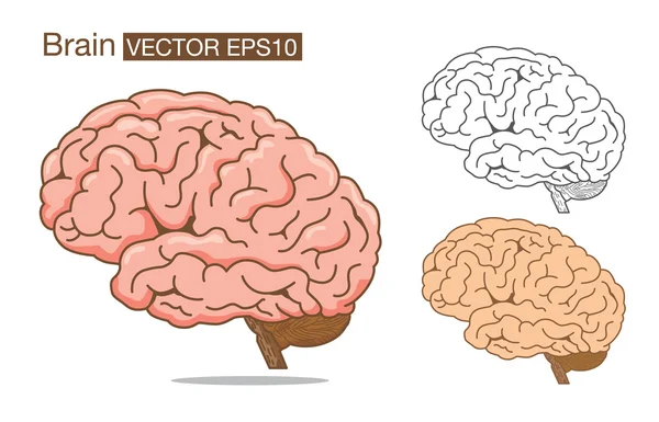 Hersenen vector overzichts- en kleur op geïsoleerde — Stockvector