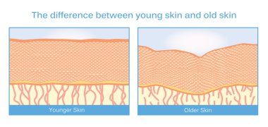 Young skin and old skin. clipart