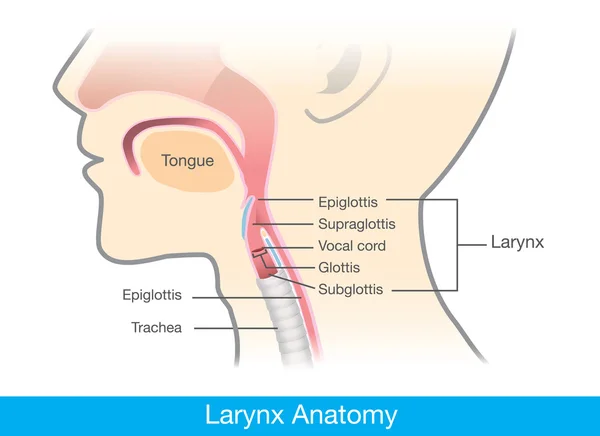 Anatomia da laringe humana —  Vetores de Stock