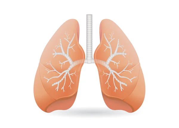 Human lung vector illustration — Stock Vector