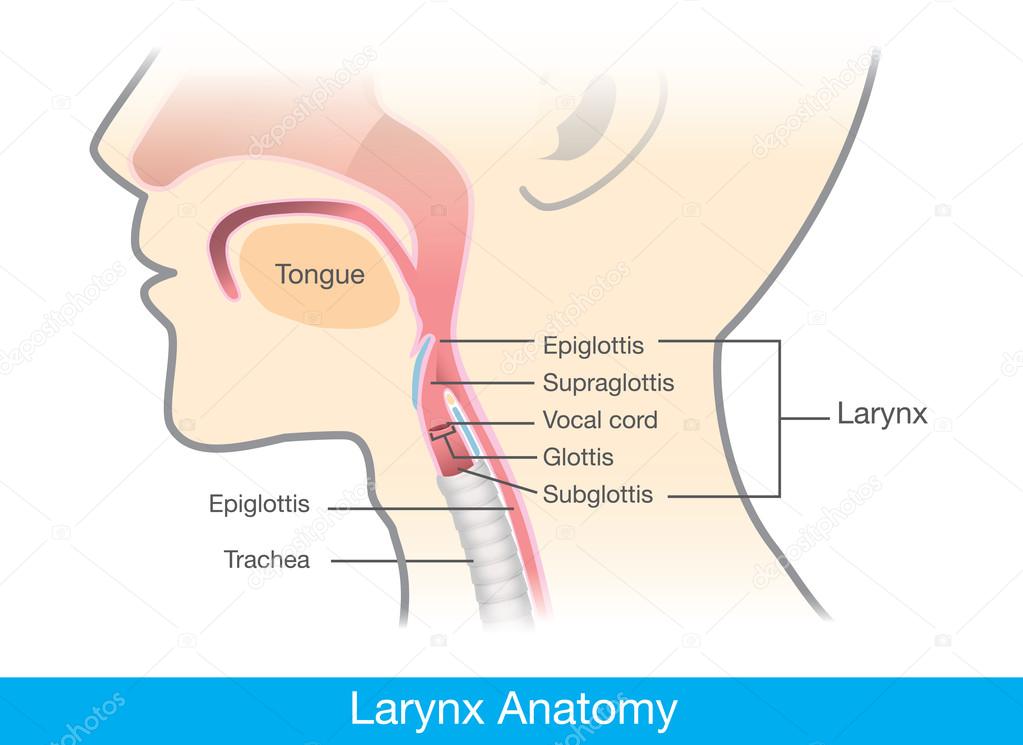 Larynx Chart