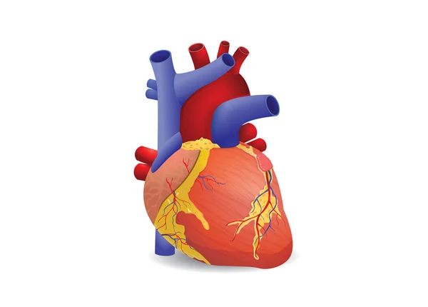 Vetor cardíaco humano —  Vetores de Stock