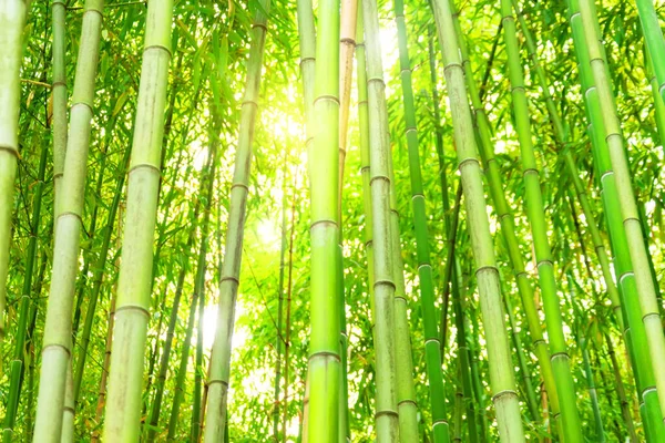 Bosque Bambú Matorrales Con Luz Brillante Del Sol Mira Textura —  Fotos de Stock