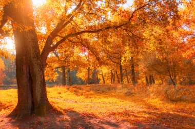 Yüzyıllık meşe ağaçları, parlak güneş ışığı ve dalların gölgeleriyle sonbahar ormanı