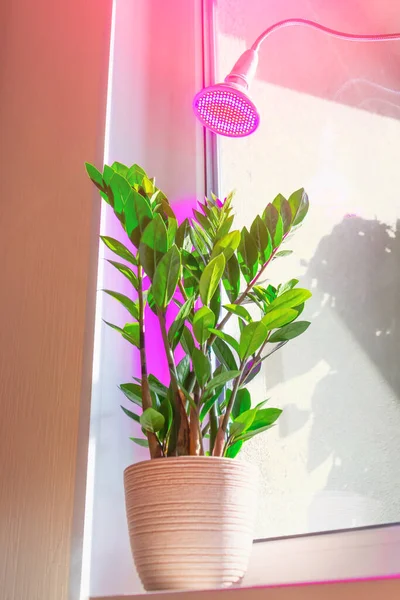 Phytolamp illuminates indoor rooms for plants, replacing real daylight and sunlight