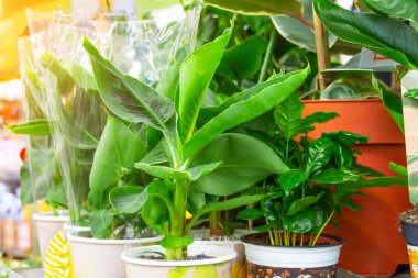 Banana Musa plants in pots on store shelves selling indoor exotic plants clipart
