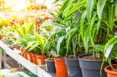 Various types of indoor decorative deciduous plants dracaena and cordilin on a rack in a greenhouse flower shop clipart