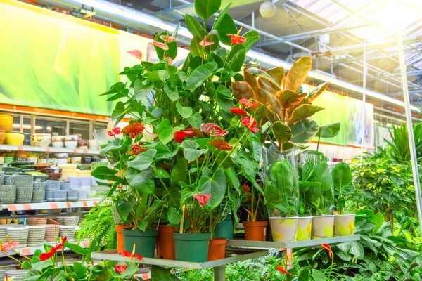 Arbustos Anthurium Stand Invernadero Una Florería —  Fotos de Stock