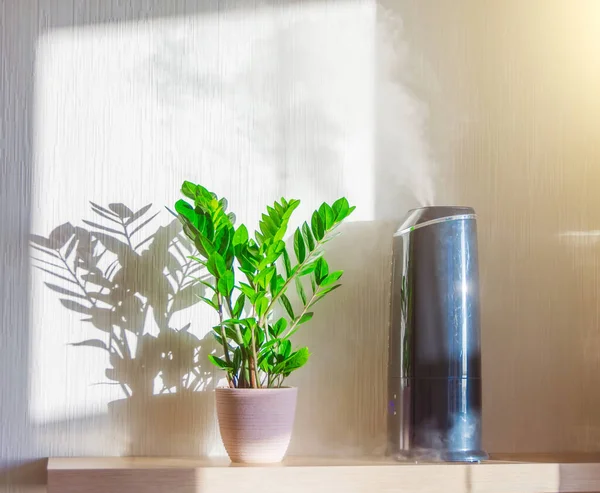 観賞用落葉植物ザミイコカスと家庭内の日当たりの良い棚の上の蒸気と加湿器 — ストック写真