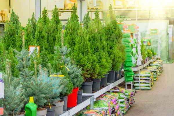 Canadian spruce, thuja, juniper, cypress in pots on sale on the eve of the holiday in the store's greenhouse — Stock Image Canadian Spruce Thuja Juniper Cypress Pots Sale Eve Holiday Store Stock Image