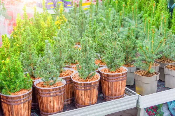Canadian spruce, thuja, juniper, cypress in pots on sale on the eve of the holiday in the store's greenhouse — Stock Image Canadian Spruce Thuja Juniper Cypress Pots Sale Eve Holiday Store Stock Photo