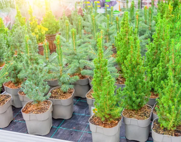 Canadian spruce, thuja, juniper, cypress in pots on sale on the eve of the holiday in the store's greenhouse — Stock Image Canadian Spruce Thuja Juniper Cypress Pots Sale Eve Holiday Store Royalty Free Stock Photos