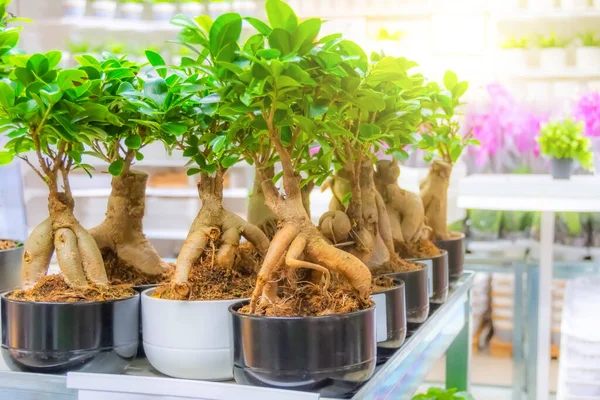 Ficus Microcarpa Estanterías Venta Plantas Interior —  Fotos de Stock