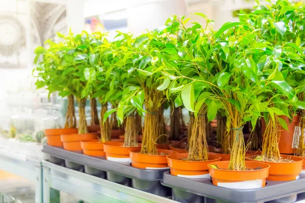 Many pots of ficus benjamin bushes on a store shelf, for home interior — Stock Image Many Pots Ficus Benjamin Bushes Store Shelf Home Interior Stock Photo