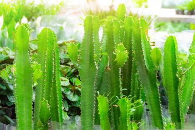 Euphorbia acrurencis mağazada satılıyor ev eşyaları, kapalı alandaki bitkiler