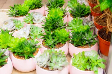 Hollanda 'dan satılık küçük beyaz kaplarda çeşitli sulu bitkiler, agave
