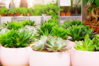 Aloe Haworthia ve diğer sulu bitkiler saksıda satılıyor.